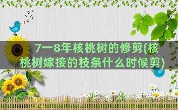 7一8年核桃树的修剪(核桃树嫁接的枝条什么时候剪)