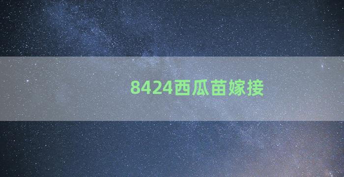 8424西瓜苗嫁接