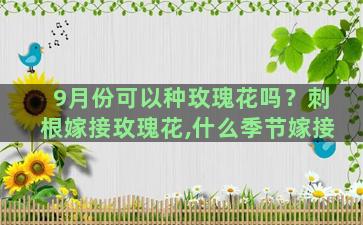 9月份可以种玫瑰花吗？刺根嫁接玫瑰花,什么季节嫁接