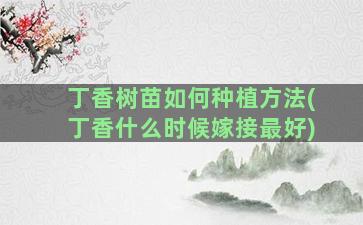 丁香树苗如何种植方法(丁香什么时候嫁接最好)