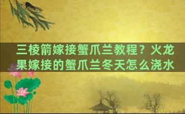 三棱箭嫁接蟹爪兰教程？火龙果嫁接的蟹爪兰冬天怎么浇水