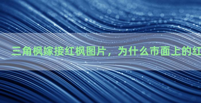 三角枫嫁接红枫图片，为什么市面上的红枫多为嫁接