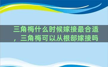 三角梅什么时候嫁接最合适，三角梅可以从根部嫁接吗