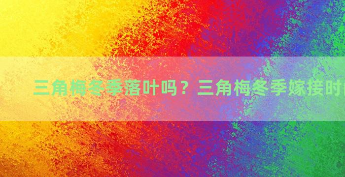 三角梅冬季落叶吗？三角梅冬季嫁接时间和方法