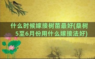 什么时候嫁接树苗最好(桑树5至6月份用什么嫁接法好)