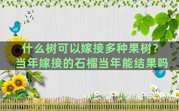 什么树可以嫁接多种果树？当年嫁接的石榴当年能结果吗