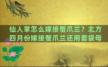 仙人掌怎么嫁接蟹爪兰？北方四月份嫁接蟹爪兰还用套袋母