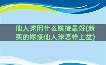 仙人球用什么嫁接最好(新买的嫁接仙人球怎样上盆)