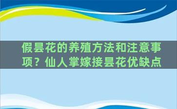 假昙花的养殖方法和注意事项？仙人掌嫁接昙花优缺点