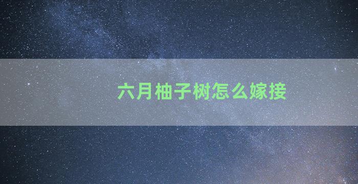 六月柚子树怎么嫁接