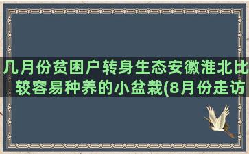 几月份贫困户转身生态安徽淮北比较容易种养的小盆栽(8月份走访贫困户记录)