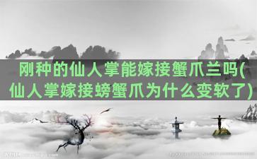 刚种的仙人掌能嫁接蟹爪兰吗(仙人掌嫁接螃蟹爪为什么变软了)