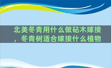 北美冬青用什么做砧木嫁接，冬青树适合嫁接什么植物