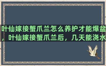 叶仙嫁接蟹爪兰怎么养护才能爆盆，叶仙嫁接蟹爪兰后，几天能浇水