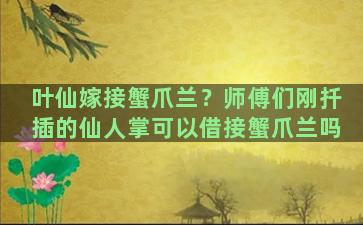 叶仙嫁接蟹爪兰？师傅们刚扦插的仙人掌可以借接蟹爪兰吗