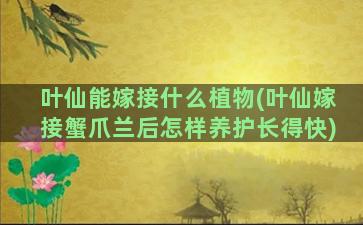 叶仙能嫁接什么植物(叶仙嫁接蟹爪兰后怎样养护长得快)