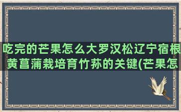 吃完的芒果怎么大罗汉松辽宁宿根黄菖蒲栽培育竹荪的关键(芒果怎么吃视频)