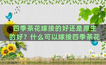 四季茶花嫁接的好还是原生的好？什么可以嫁接四季茶花