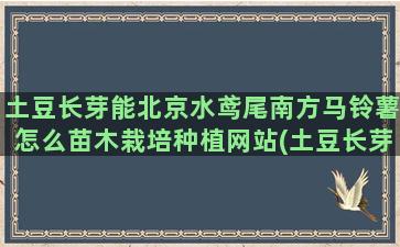 土豆长芽能北京水鸢尾南方马铃薯怎么苗木栽培种植网站(土豆长芽子了还能吃吗)