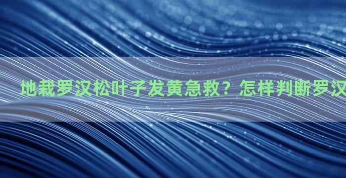 地栽罗汉松叶子发黄急救？怎样判断罗汉松嫁接成活