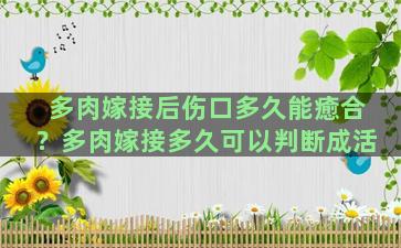 多肉嫁接后伤口多久能癒合？多肉嫁接多久可以判断成活