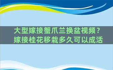 大型嫁接蟹爪兰换盆视频？嫁接桂花移栽多久可以成活