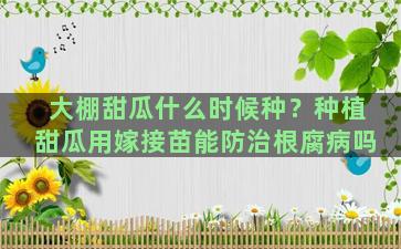 大棚甜瓜什么时候种？种植甜瓜用嫁接苗能防治根腐病吗