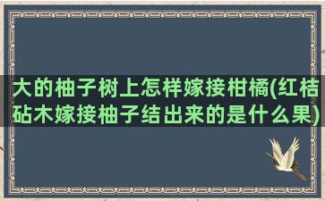 大的柚子树上怎样嫁接柑橘(红桔砧木嫁接柚子结出来的是什么果)