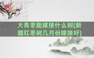 大青枣能嫁接什么树(新疆红枣树几月份嫁接好)