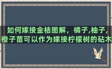 如何嫁接金桔图解，橘子,柚子,橙子苗可以作为嫁接柠檬树的砧木吗