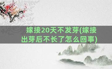 嫁接20天不发芽(嫁接出芽后不长了怎么回事)