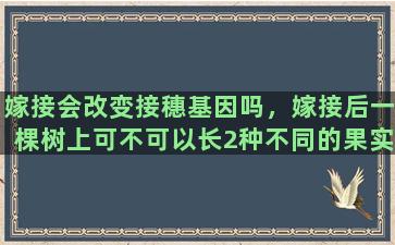 嫁接会改变接穗基因吗，嫁接后一棵树上可不可以长2种不同的果实