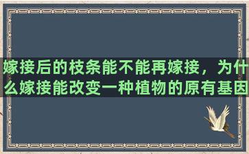 嫁接后的枝条能不能再嫁接，为什么嫁接能改变一种植物的原有基因