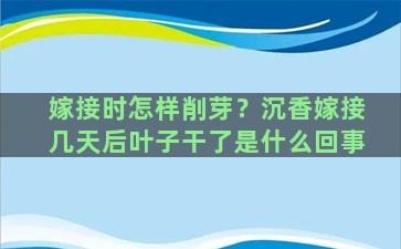 嫁接时怎样削芽？沉香嫁接几天后叶子干了是什么回事