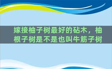 嫁接柚子树最好的砧木，柚根子树是不是也叫牛筋子树