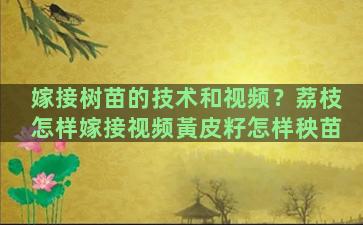 嫁接树苗的技术和视频？荔枝怎样嫁接视频黃皮籽怎样秧苗