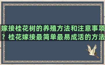 嫁接桂花树的养殖方法和注意事项？桂花嫁接最简单最易成活的方法