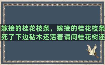 嫁接的桂花枝条，嫁接的桂花枝条死了下边砧木还活着请问桂花树还能活吗