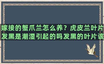 嫁接的蟹爪兰怎么养？虎皮兰叶片发黑是潮湿引起的吗发黑的叶片该怎么处理是不是要剪了之前叶片还集中向内