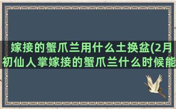 嫁接的蟹爪兰用什么土换盆(2月初仙人掌嫁接的蟹爪兰什么时候能浇点水)