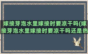 嫁接芽泡水里嫁接时要凉干吗(嫁接芽泡水里嫁接时要凉干吗还是热干)