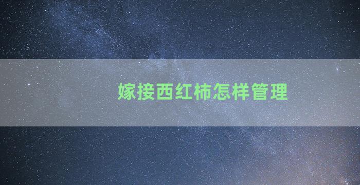 嫁接西红柿怎样管理