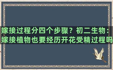 嫁接过程分四个步骤？初二生物：嫁接植物也要经历开花受精过程吗它是无性生殖，那它怎么开花结果