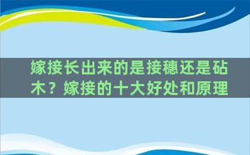 嫁接长出来的是接穗还是砧木？嫁接的十大好处和原理