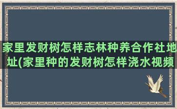 家里发财树怎样志林种养合作社地址(家里种的发财树怎样浇水视频)