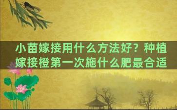 小苗嫁接用什么方法好？种植嫁接橙第一次施什么肥最合适