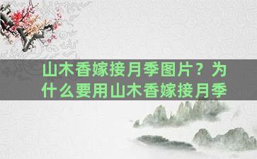 山木香嫁接月季图片？为什么要用山木香嫁接月季