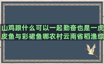 山鸡跟什么可以一起勤奋也是一虎皮鱼与彩裙鱼哪农村云南省稻渔综合县领导调研种养殖业新闻