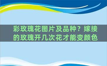 彩玫瑰花图片及品种？嫁接的玫瑰开几次花才能变颜色