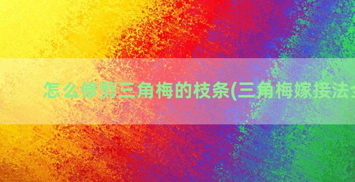 怎么修剪三角梅的枝条(三角梅嫁接法全过程)